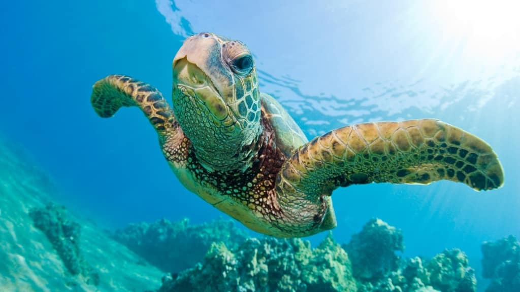 Photo made by: https://gilisharkconservation.com/turtle-conservation-gili-islands/